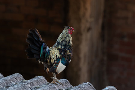 outdoor rooster, domestic farm animals