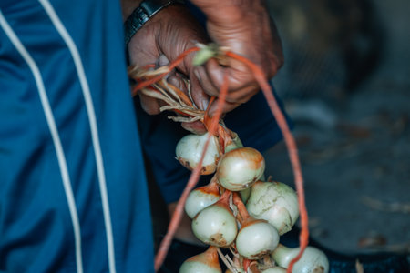 farmer hands with onions pickingの写真素材