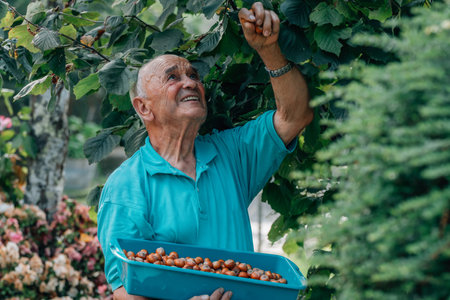 senior man collecting hazelnuts from the treeの写真素材