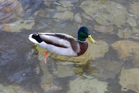 wild ducks outdoors, wild birdsの写真素材