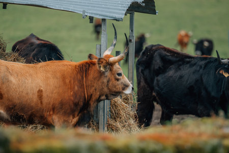 cattle grazing outdoors in the field, cowの写真素材