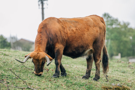 cattle grazing outdoors in the field, cowの写真素材