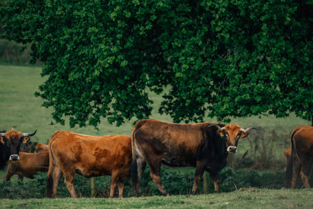 cattle grazing outdoors in the field, cowの写真素材