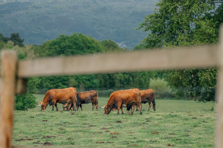cattle grazing outdoors in the field, cowの写真素材