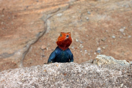 African Lizard, the park Tsavo East, Kenyaの写真素材