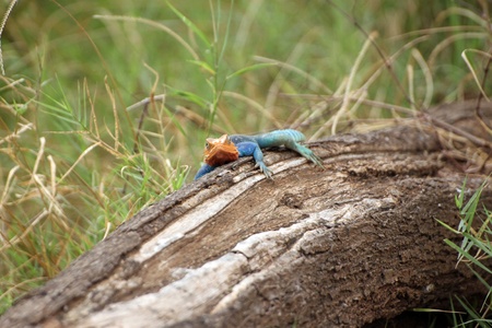 African Lizard of the savanna, Tsavo East park in Kenyaの写真素材