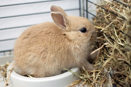 Dwarf rabbit in a cage eating hayの写真素材