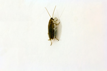 insect macro