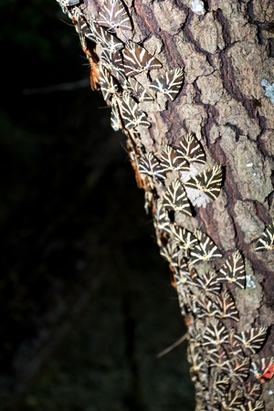 Valley of Butterfly, Rhodes - Greeceの写真素材