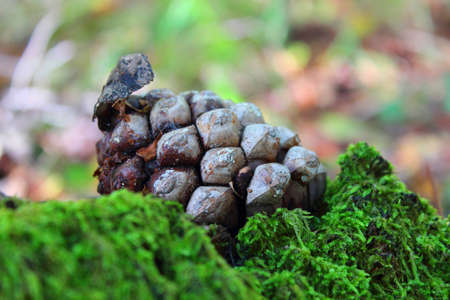 Close-up pine cone in to the wildの写真素材