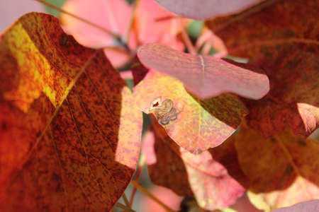 Close-up of Nature abstract autumnの写真素材