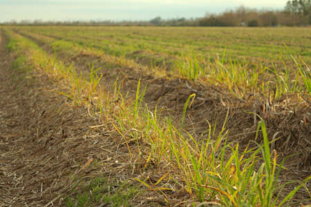 sugarcane field