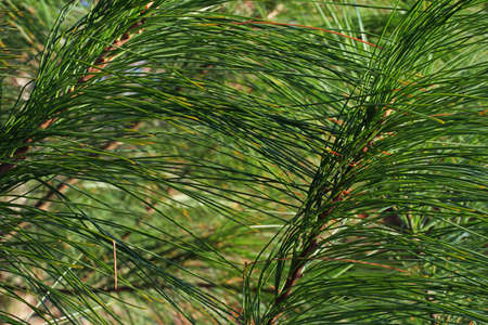 white pine needles
