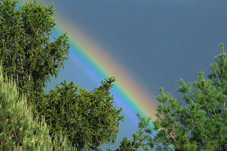 rainbow and evergreensの写真素材