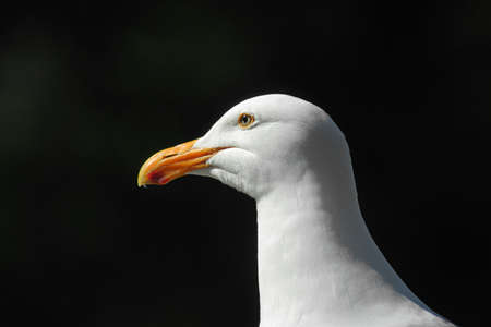 Western Gull; Oregon coastの写真素材