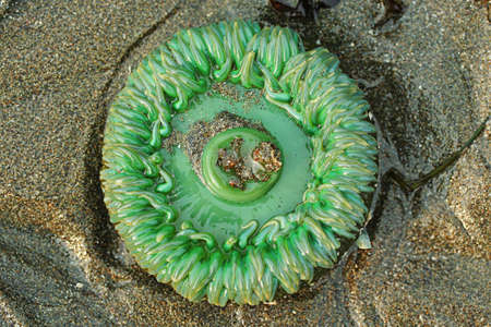 green sea anemone