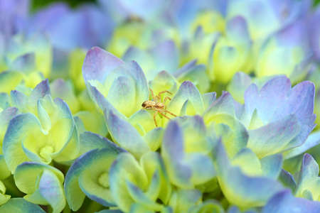 tiny spider on blue hydrangeaの写真素材