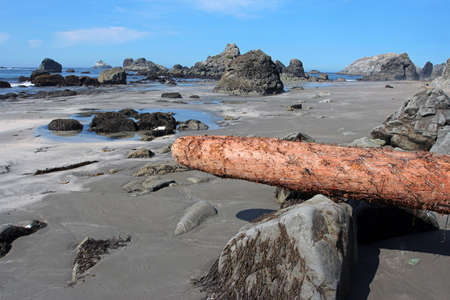 redwood driftwood, Oregonの写真素材