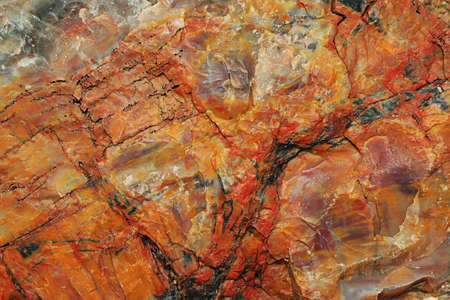 petrified log3, Arizonaの写真素材
