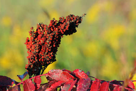 sumac seed head; Homestead National Monument of America, Beatrice, Nebraskaの写真素材