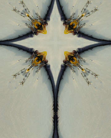 Kaleidoscope Cross:  Oregon seaweedの写真素材