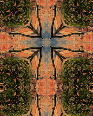kaleidoscope cross:  Grand Canyon8, treeの写真素材