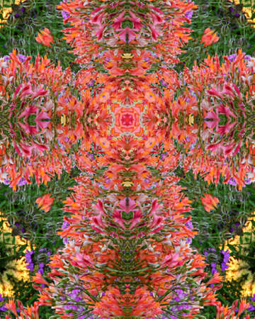 kaleidoscope cross:  flower garden, Oregonの写真素材