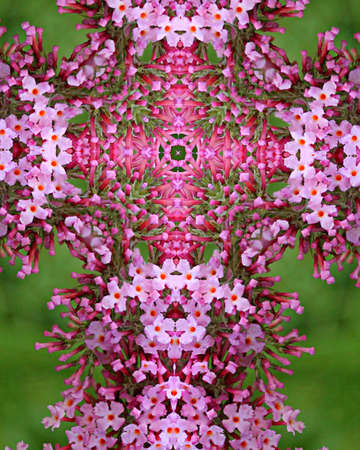 kaleidoscope cross:  purple butterfly bush blossomsの写真素材