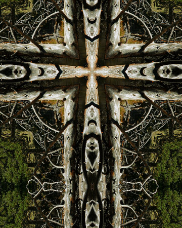 kaleidoscope cross: dead tree 2, Sprague Lakeの写真素材