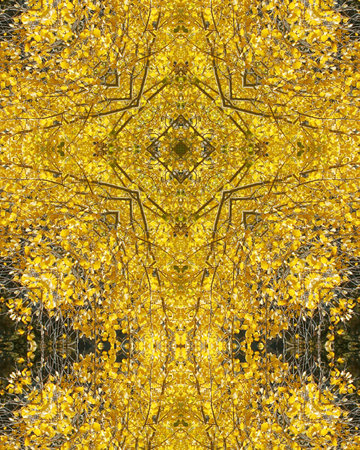 kaleidoscope cross:  autumn aspens in Colorado の写真素材