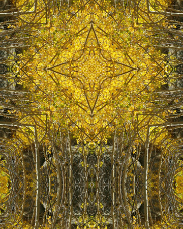 kaleidoscope cross:  autumn aspens in Coloradoの写真素材