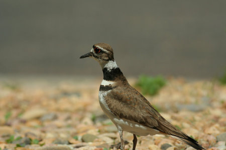 killdeer standing in spring sunlightの写真素材
