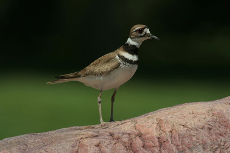 killdeer standing on rock の写真素材