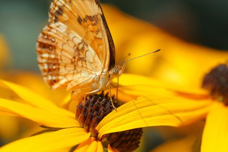 butterfly on Rudbeckiaの写真素材
