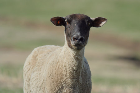 black-faced ewe, recently sheared in springの写真素材