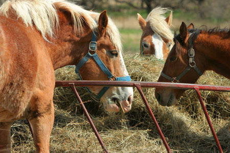 three horses eating hayの写真素材
