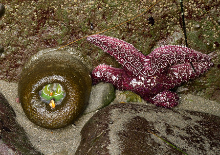 green anemone and purple sea star, Oregon tide poolの写真素材