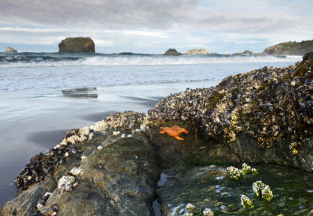 starfish, mussels, and barnacles on rock at low tide, Oregonの写真素材