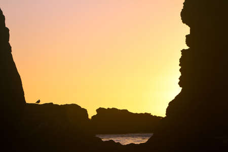 Oregon coastal rocks and seagull, sunset silhouetteの写真素材