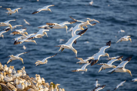 Northern gannets at nesting grounds; Cape St  Mary s, Newfoundlandの写真素材