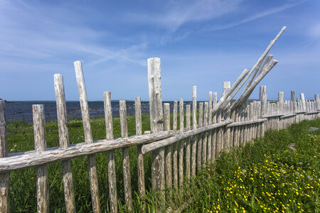 tree limb fence, L\\の写真素材