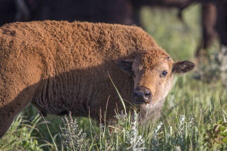 American bison calf, Maxwell Wildlife Preserve, Kansasの写真素材