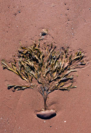 seaweed shaped like tree on red sand; Prince Edward Islandの写真素材