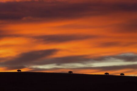 four bison silhouetted at sunrise; Maxwell Wildlife Preserve, Kansasの写真素材