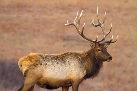 elk with antlers, Maxwell Wildlife Preserve, Kansasの写真素材