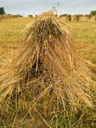 shock of wheat in Ohio farm field
