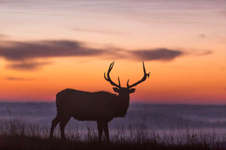 elk silhouette at sunrise; Maxwell Wildlife Refuge, Kansasの写真素材