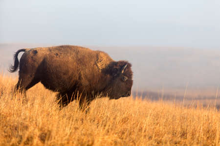 bison walking down hill; Maxwell Wildlife Refuge, Kansasの写真素材