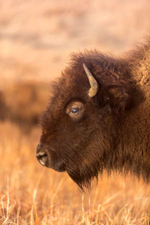 head of American Bison; Maxwell Wildlife Refuge, Kansas