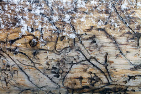 snow on bare wood log with insect tracks and grooves